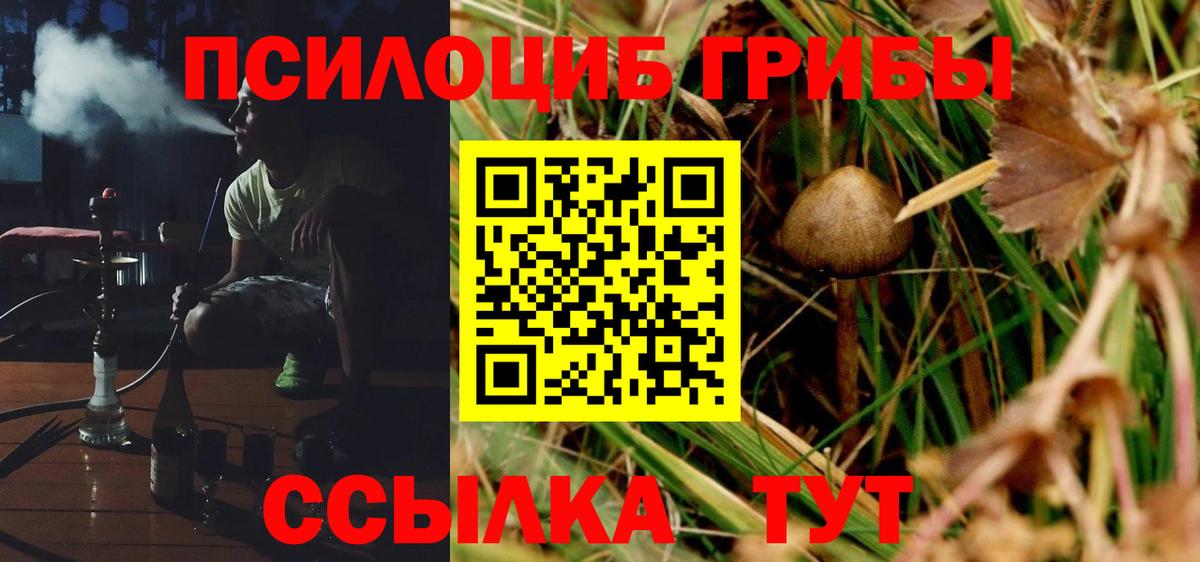 Псилоцибиновые грибы Cubensis Знаменск